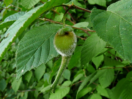 {Corylus cornuta}